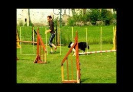 Bad Day of Dog Agility? NEVER Give Up!