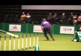 Scout’s Win at 2011 Crufts