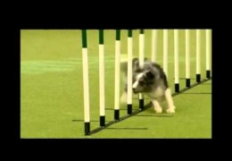 Natasha Wise & Dizzy’s Final Championship Round at Crufts 2011