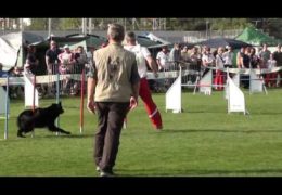 Atomic Folly is One FAST Dog on the Dog Agility Field