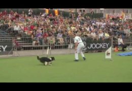 Lane Crushes the Individual Large at The 2013 FCI Dog Agility WC
