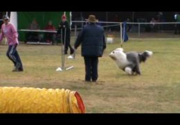 This Old English Sheepdog Loves Dog Agility and it Shows