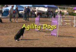 Too Much Fun With Dog Agility in Del Mar