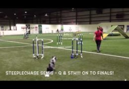 Spirit & Lori Reaping the Rewards for Persistence in Dog Agility