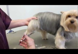 Getting Your Yorkie Ready For Dog Agility With a Hair Cut