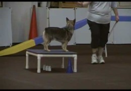 Scout the Swedish Vallhund Running Teacup Dog Agility