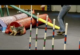 This Yorkie Loves Dog Agility Games
