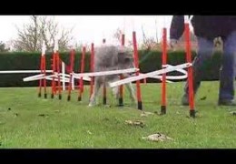 Channel Weave Pole Training With Wired Weave Poles