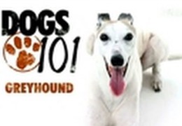 All About Greyhounds