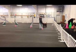 Can You Run Dog Agility With No Hands?