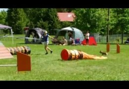 Bajty the Border Terrier Gets Too Excited About This Dog Agility Run