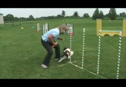 Amazing Weaving Dogs With Susan Garrett 2×2 Training
