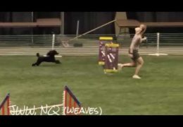 This Poodle Club Knows How to Throw a Dog Agility Party