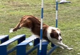 Nyx Burns Up This Dog Agility Course In Short Time