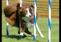 Slow Motion Dog Agility That Leaves Your Jaw Dropped