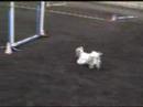 Peanut Will Turn Your Knees To Jelly With These Agility Runs