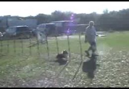 Crazy Fast Dog Agility Bloopers by Q