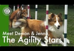 Hear From AKC International Agility Competitors