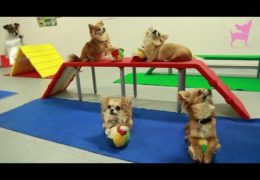 Adorable Chihuahuas Showing Their Smarts With Tricks and Dog Agility