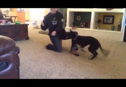 Teaching Your Agility Dog To Jump Into Your Arms