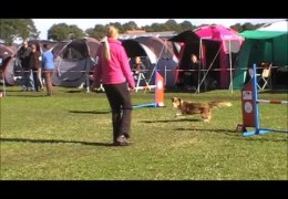 If They Can Be, These Are Super Dog Agility Bloopers