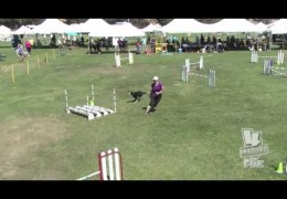This Dog Agility Steeplechase is Super Smooth and Fast