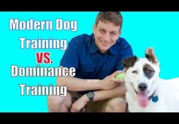 We Don’t Dominate in Dog Agility We Teach