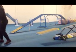 What is Drop Zone Teeter Training in Dog Agility