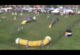 This Shih Tzu Has It Going On in Dog Agility