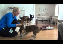 Great Agility Puppy Foundation Training