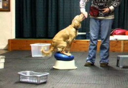 You Taught Your Pup to Sit? That’s cute. Puppy Agility Foundation Training