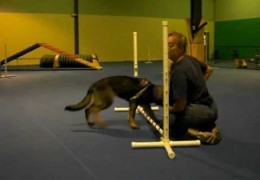 Loving the Gangly Stage in Puppy Agility Dogs