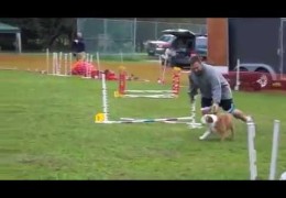 Bulldogs Doing Their Best at Dog Agility