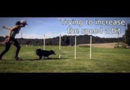 What Strong Dog Agility Foundation Work Yields
