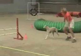 What a Happy Agility Dog is Shubie The Whippet