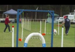Agility Strategic Pairs Class Run By Chinese Crested Dogs