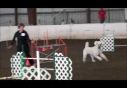 Watch This Standard Poodle Earns His First MACH
