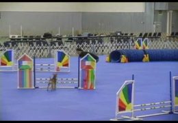 Jocey Takes Her First Dog Agility Run in True Terrier Style