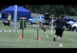 This Greyhound Is Loving His First Dog Agility Trial