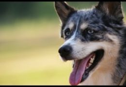 Great Video of Dog Communication in Action