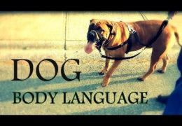 Improve Your Dog Agility Team by Learning Dog Language