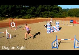 Visual Definition of The Dog Agility Blind Cross