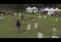 Primo A Real Dog Agility Pit Bull Superstar