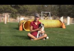 What To Do When You Cause Your Agility Dog To Mess Up