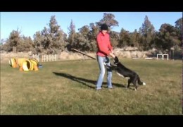 Ideas For Proper Tug Play With Your Agility Dog