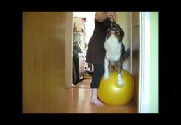 Exercise Your Agility Dog With a Gym Ball