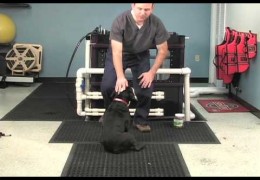 Sit to Stand for Agility Dogs to Strengthen the Rear End