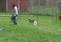 This Chinese Crested Rocks At Dog Agility