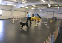 Qwik Is Quick At Her First UKC Dog Agility Trial