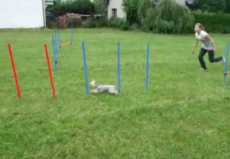 This Yorkie is Greased Lightning in Dog Agility